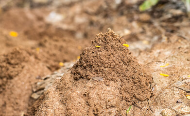 Selective focused abandoned ant hill with copy space