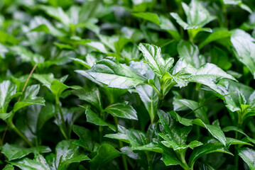 Selective focus on green leaves with plants