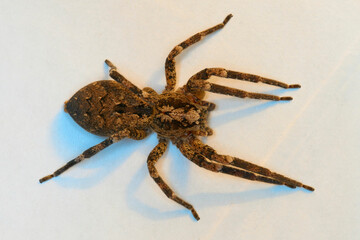 Arachnida-aus-Sechs-Belichtungen