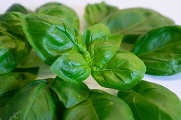 fresh basil leaves on the table