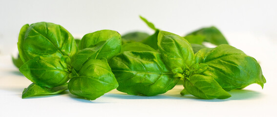 fresh green basil isolated on white