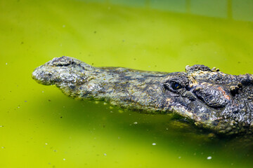 Crocodile stay in a water