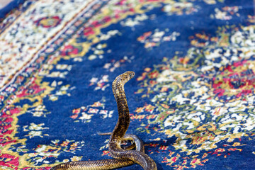 Obraz premium Small cobra on a carpet