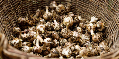 Fresh garlic in the soil in a wicker basket.
