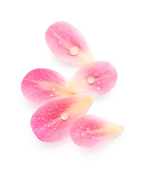 Fototapeta na wymiar Pink petals of peony flower isolated on white background