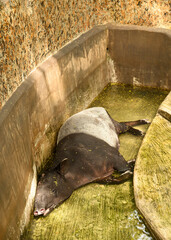 The Malayan tapir (Tapirus indicus), also called the Asian tapir, is the largest of the five species of tapir and the only one native to Asia.