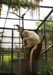 a kind of albino white monkey that is rarely found in the wild
