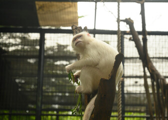 a kind of albino white monkey that is rarely found in the wild