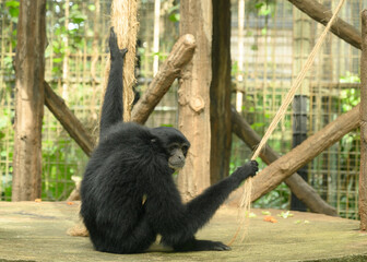 Fototapeta premium Simpanse or Chimp also known as a The chimpanzee (Pan troglodytes), is a species of great ape native to the forests and savannahs of tropical Africa