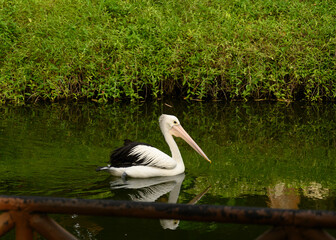 Pelicans, a large water birds from family Pelecanidae. They are characterized by a long beak and a large throat pouch used for catching prey and draining water. On Green Lake. Selective Focus
