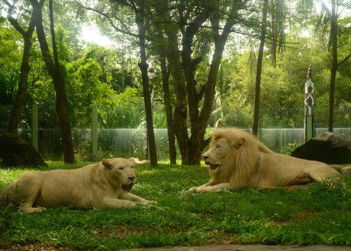 Male and Female Lions lying down together on the ground. Lion couple