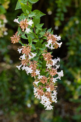 Abelia X Grandiflora flowers grown in a garden