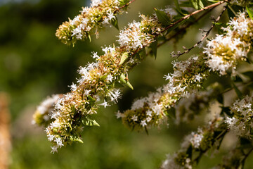 Abelia flowers grown in a garden