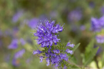 Caryopteris x clandonensis flowers grown in a garden