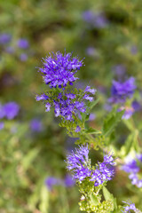 Caryopteris x clandonensis flowers grown in a garden