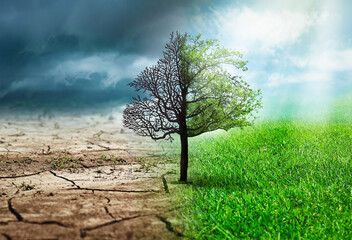 Concept of climate changing. Half dead and alive tree outdoors