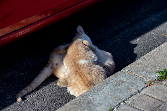 Cat. Stray cat walking through the streets of Cercedilla, in Madrid. Animal. Feline. Domestic animal. Horizontal photography.