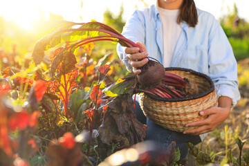 Woman harvesting fresh ripe beets on farm, closeup