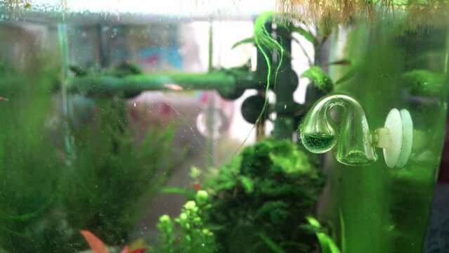 Drop checker co2 covered with algae in freshwater aquascape, dirty aquarium, trouble starting an aquarium