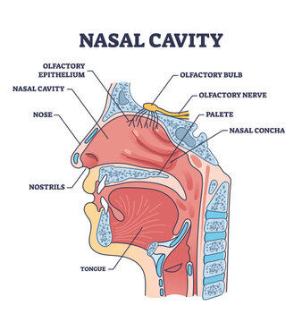 Nasal cavity anatomy with medical nose parts description outline diagram. Labeled educational cross section scheme with mouth and oral structure vector illustration. Nostrils and olfactory location.