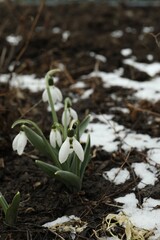 Beautiful blooming snowdrops growing outdoors. Spring flowers