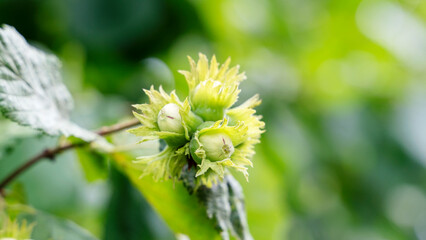 ripe nuts on a tree. nut harvest