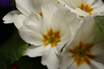 Fototapeta na wymiar Beautiful primula (primrose) plant with white flowers, above view. Spring blossom