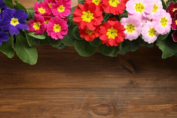 Beautiful primula (primrose) flowers on wooden background, flat lay with space for text. Spring blossom