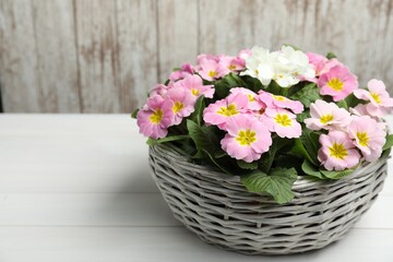 Beautiful primula (primrose) flowers in wicker basket on white wooden table, space for text. Spring blossom