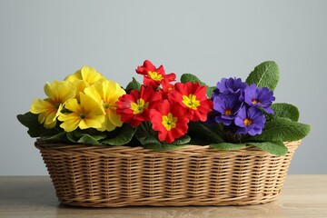 Beautiful primula (primrose) flowers in wicker basket on wooden table. Spring blossom