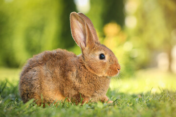 Cute fluffy rabbit on green grass outdoors