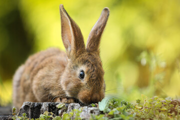 Cute fluffy rabbit on tree stump among green grass outdoors. Space for text