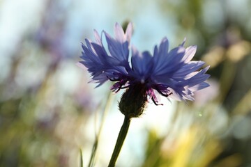 Beautiful blue cornflower outdoors on summer day, closeup