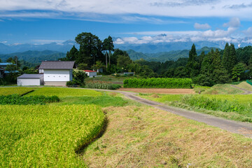 山村の田んぼ