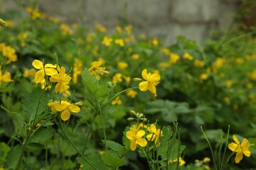 Celandine with yellow flowers and green leaves outdoors, closeup