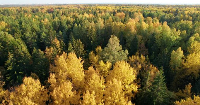 Top down aerial view of autumn forest. The drone flies slowly in a straight line over the tops of trees, deciduous and coniferous. Nature background in 4K resolution