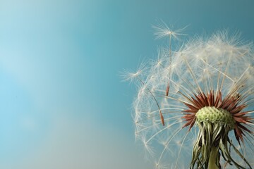 Beautiful dandelion flower on light blue background, closeup. Space for text - obrazy, fototapety, plakaty