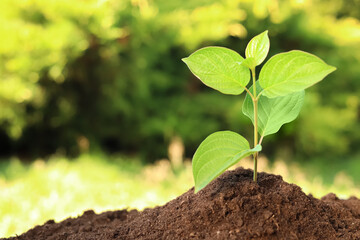Beautiful green seedling in soil outdoors, closeup with space for text. Planting tree