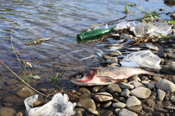 Dead fish among trash near river. Environmental pollution concept