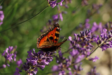 Closeup view of beautiful lavender with butterfly in field on sunny day