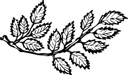 Hand drawn isolated rowan leaves. PNG black and white ink illustration
