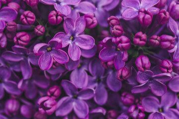 Fototapeta na wymiar Closeup view of beautiful blossoming lilac as background