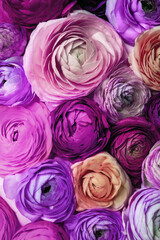 Many different beautiful ranunculus flowers, closeup view