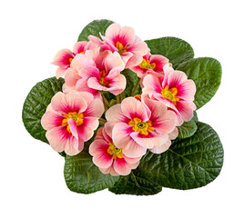 Closeup of an Isolated pink primrose flower