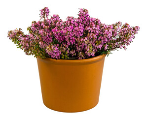Isolated potted winter-flowering heather plant (erica carnea)