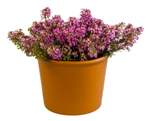 Isolated potted winter-flowering heather plant (erica carnea)