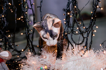 Merry Christmas and Happy New Year spotted colorful Don spynx cat among lights decorations and toys	