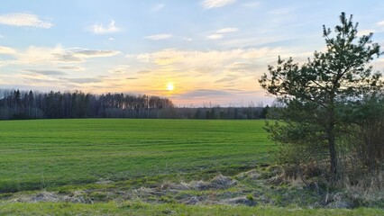 At sunset, the sun sets behind the forest at the far edge of the grassy meadow. On the near edge of the meadow grows a pine tree. In the blue sky, colorful puffy clouds can be seen