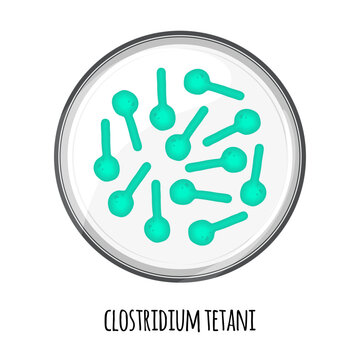 The human microbiome of clostridium tetani in a petri dish. Vector image. Bifidobacteria, lactobacilli. Lactic acid bacteria. Illustration in a flat style.