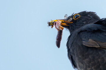 Amsel mit Nahrung f&uuml;r die Kleinen